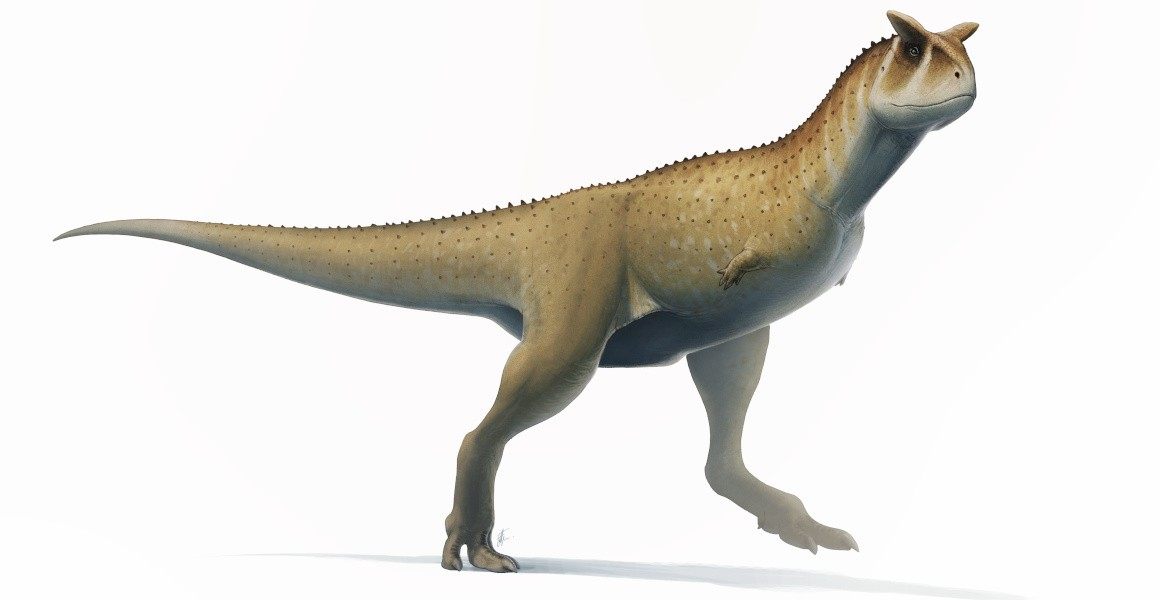 Ảnh khủng long Carnotaurus