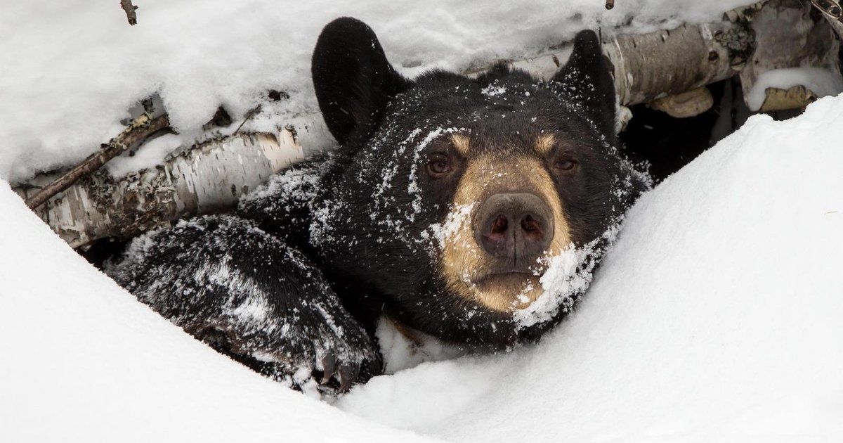 Vì sao một số loài động vật phải ngủ đông - Gì Cũng Biết