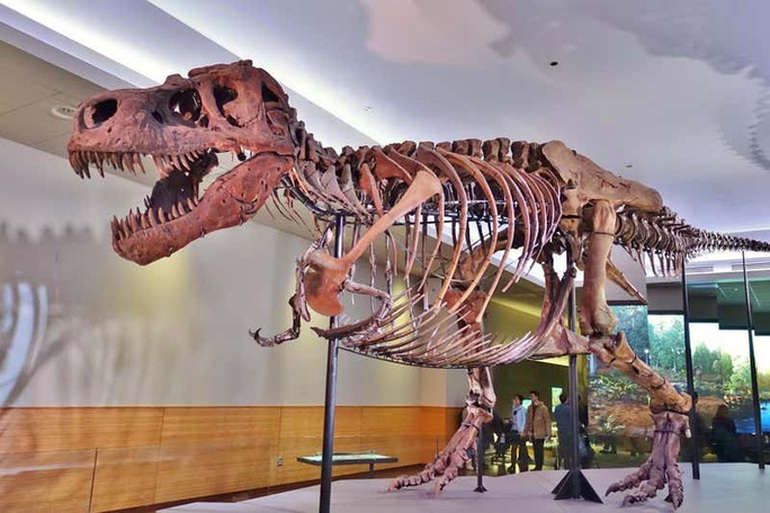 Ảnh các hóa thạch khủng long được tìm thấy