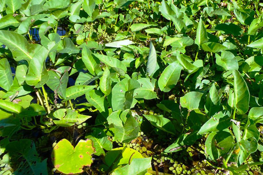 Rau muống là loại cây bán thủy sinh thường có thân to mập, màu đỏ tía hoặc xanh lục.