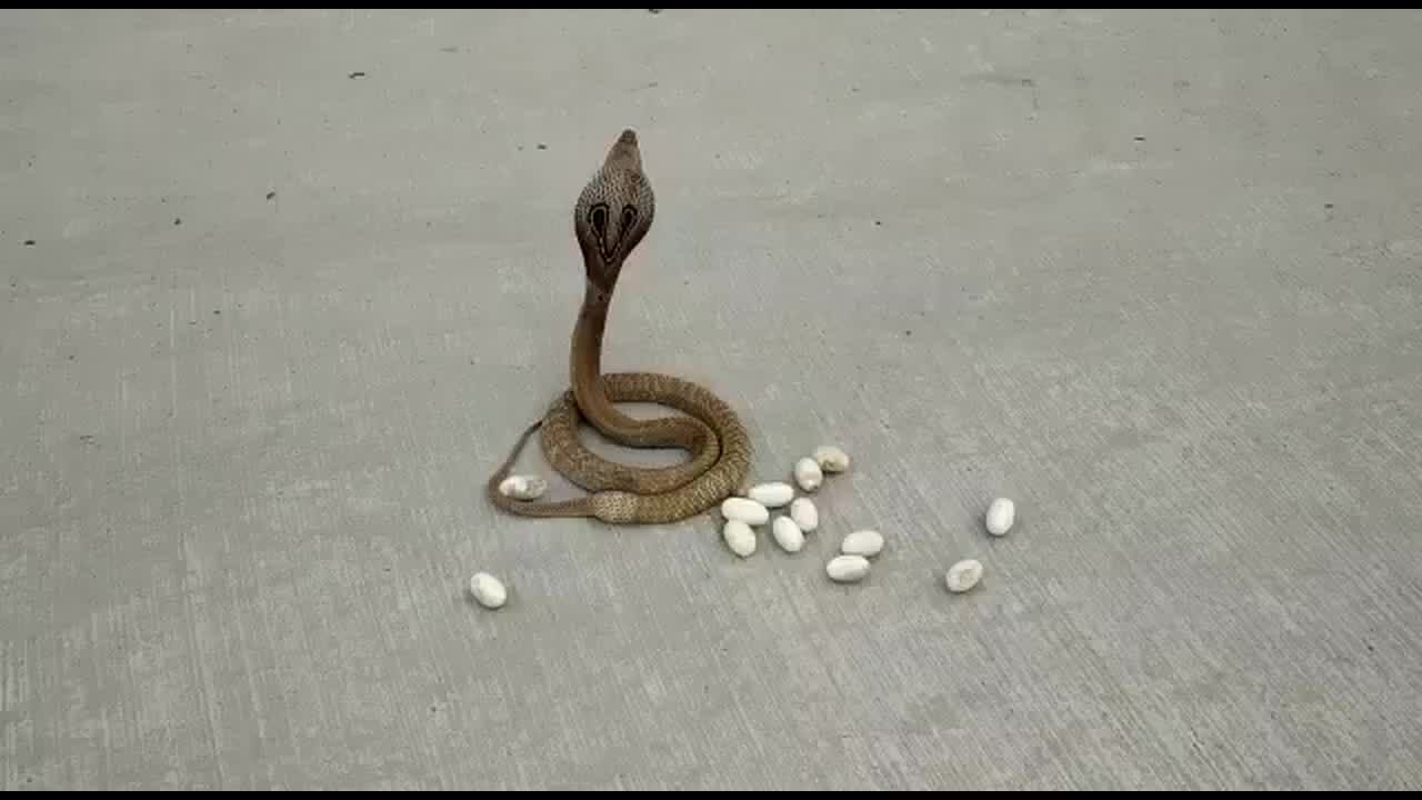 Rắn hổ mang đẻ trứng giữa đường