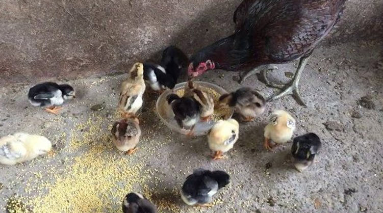 Cách chăm sóc gà chọi khi mới nở – Tạp chí Chăn nuôi Gia cầm